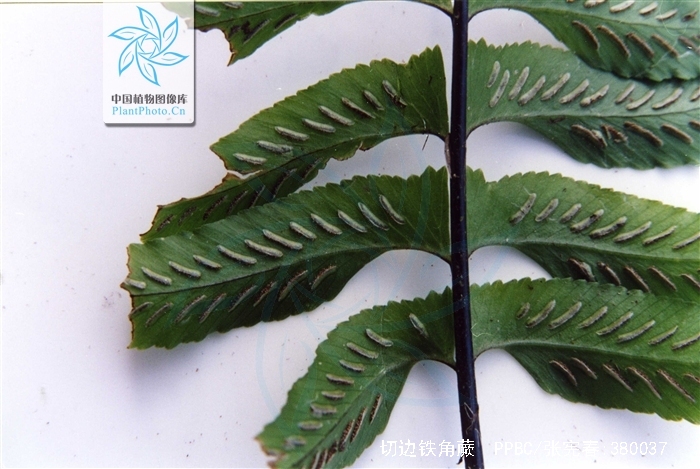 切边铁角蕨