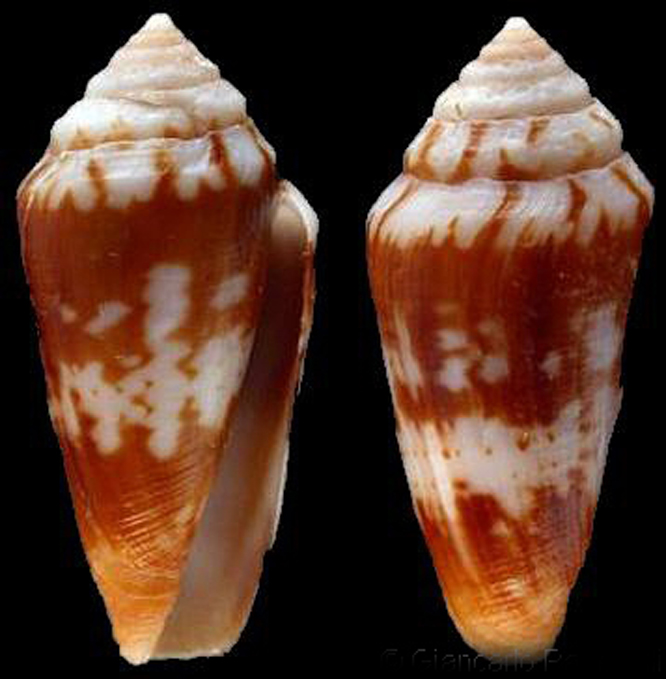  p>阿哥芋螺是芋螺科芋螺属的一种 a href="#">贝类 /a>动物,生活在