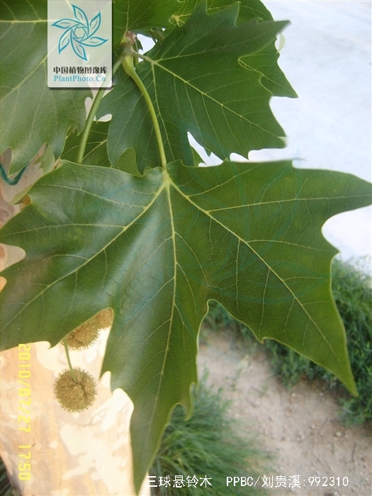 三球悬铃木