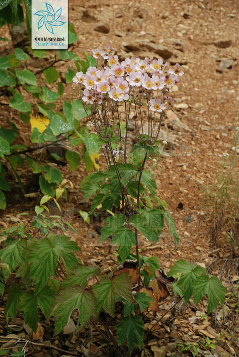  p>大火草,学名:anemone tomentosa (maxim.