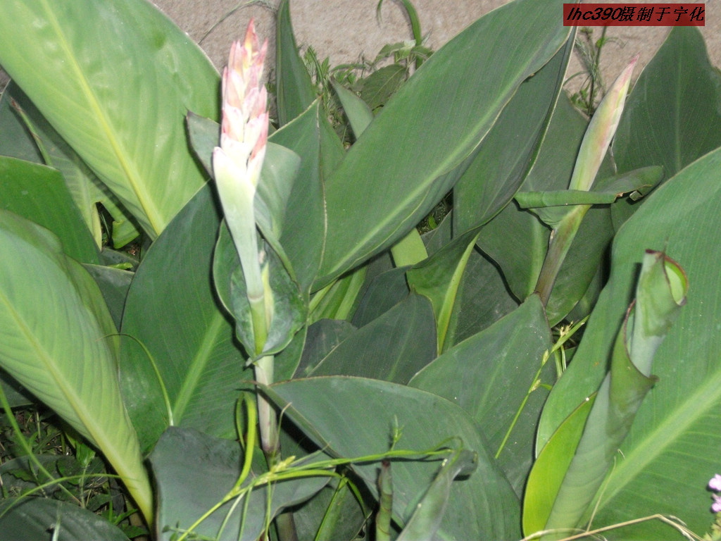  p>美人藕,又称旱藕,食用美人蕉,焦芋,洋芋,状元署等;主要产地:广西