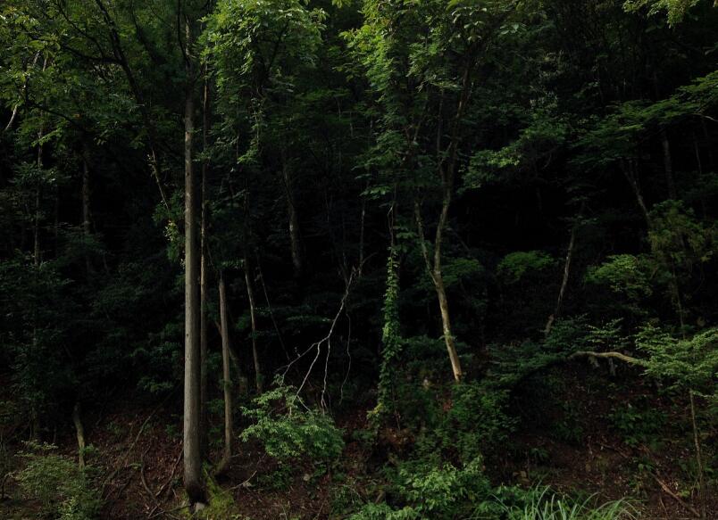  p>再生林,又名次生林,即原始稳定的森林植被遭到山火,虫灾,或者人为