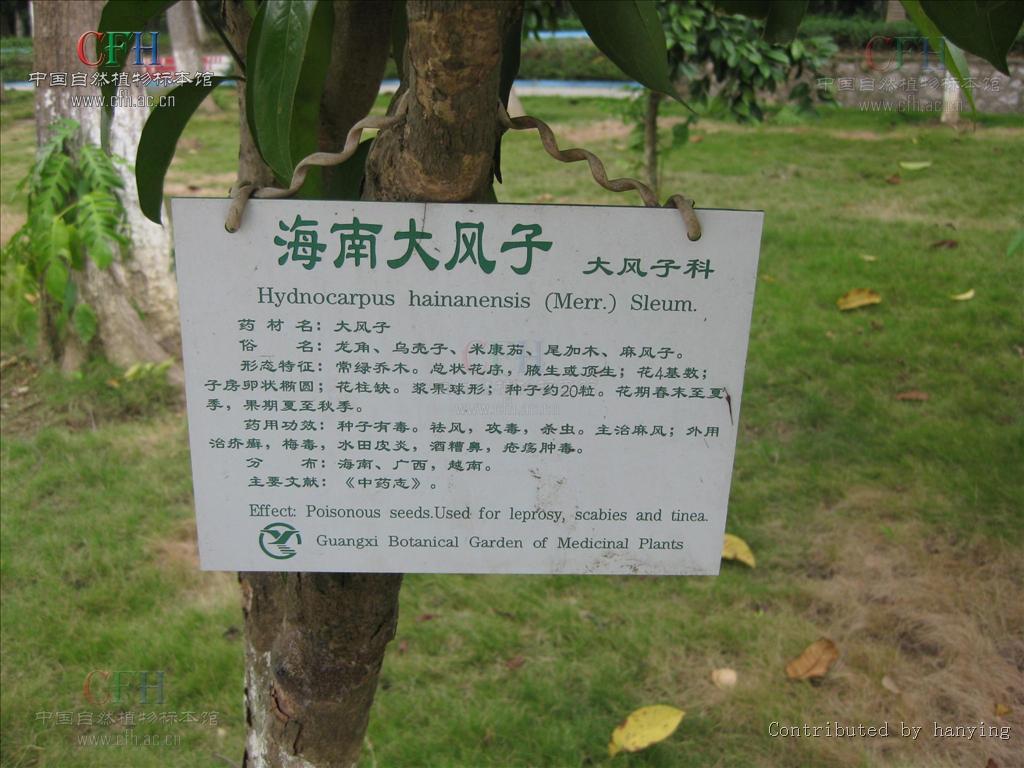  p>海南大风子,学名别称龙角,高根(海南尖锋岭),乌壳子(吊罗),海南