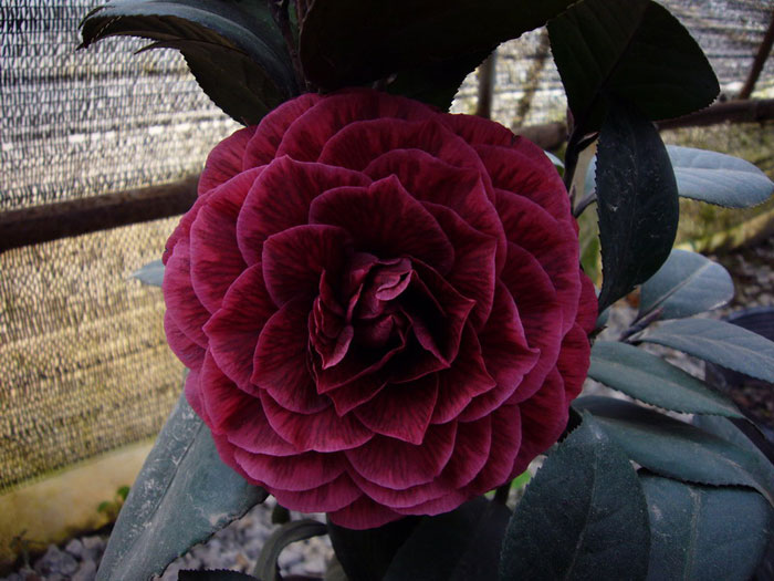 data-id="gnatvwjd7c"> b>贝拉黑玫瑰 /b>(bella rosa var):彩叶茶花