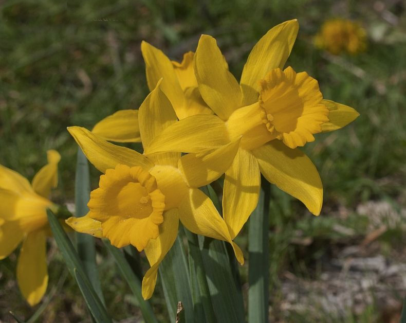 grandiflorus lagr.-foss.
