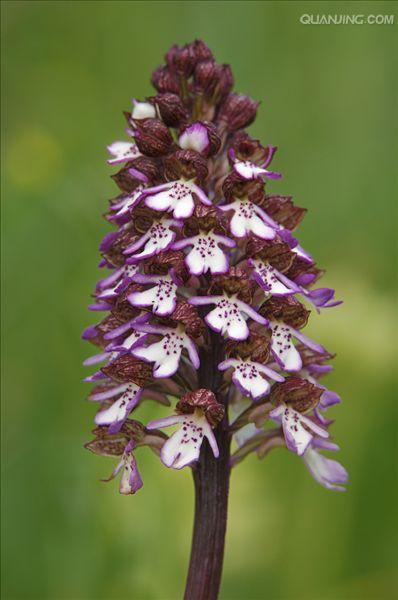 k8qqt">被子植物的花,有的是单朵花单生于枝的顶端或叶腋处,称单生花