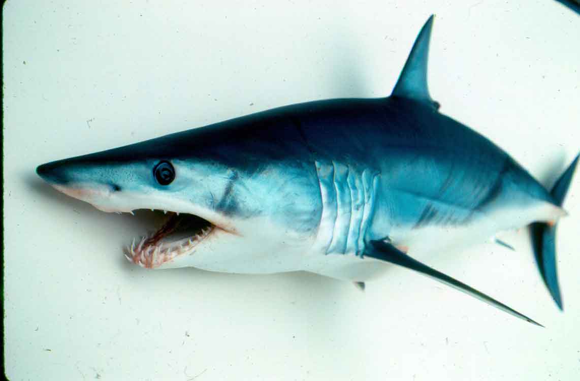 shortfin mako shark