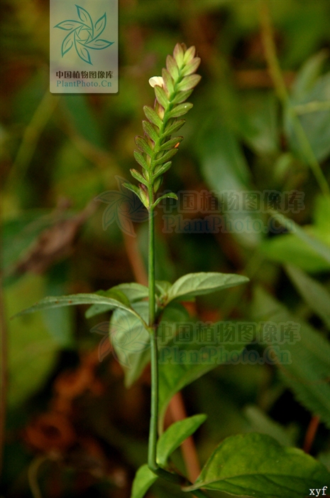 具有消积滞,泻肝火,清湿热之功效.