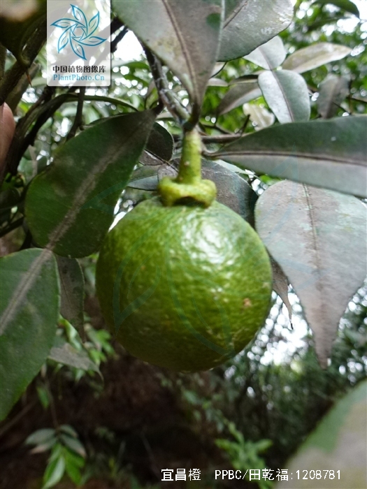  p>宜昌橙(学名: i>citrus ichangensis /i> swingle)是芸香科,柑橘属