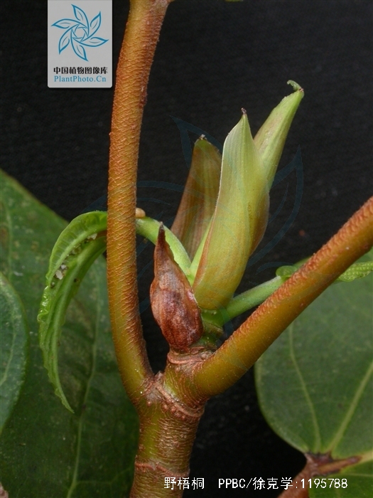 为大戟科植物野梧桐 i>mallotus japonicus /i> (thunb.) muell. arg.