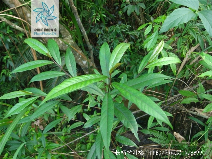 长柄竹叶榕