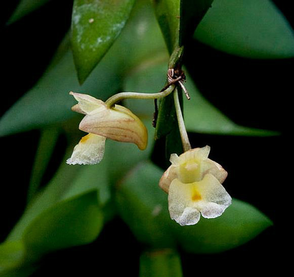  p>剑叶石斛(学名: i>dendrobium acinaciforme /i>  roxb.