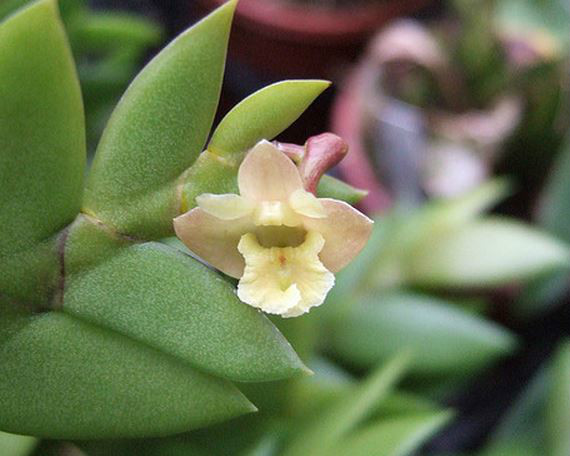  p>剑叶石斛(学名: i>dendrobium acinaciforme /i>  roxb.