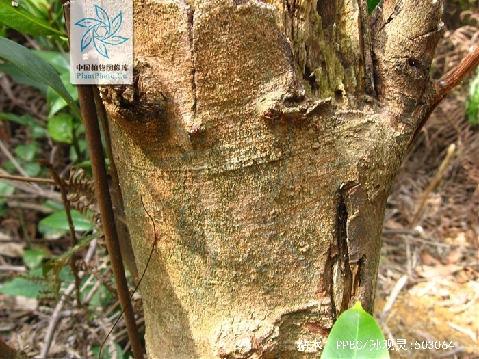  p>粘木(学名: i>ixonanthes /i>  i>reticulata /i> jack)是古柯科