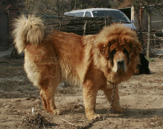  p>珍贵犬种河曲藏獒:河曲藏獒是藏族群众在高寒生态环境中,长期选育