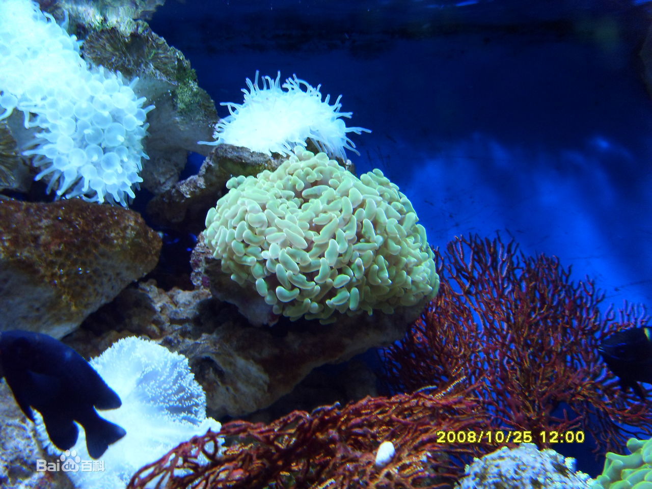 单体泡沫型珊瑚.