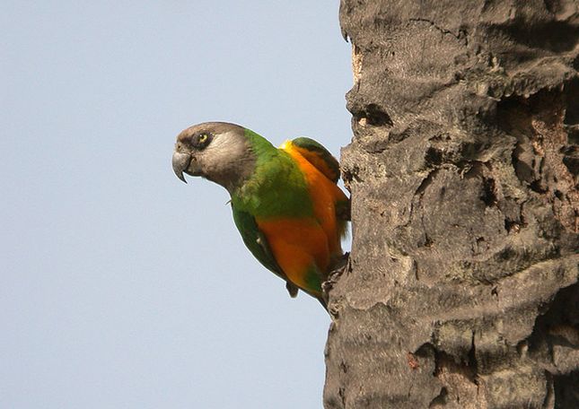  p>塞内加尔鹦鹉(学名:poicephalus senegalus)是典型的 a href="#"