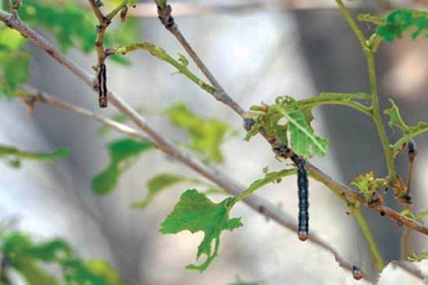  p>春尺蠖是一种有害昆虫,为 a href="#" data-lemmaid="1534992">鳞