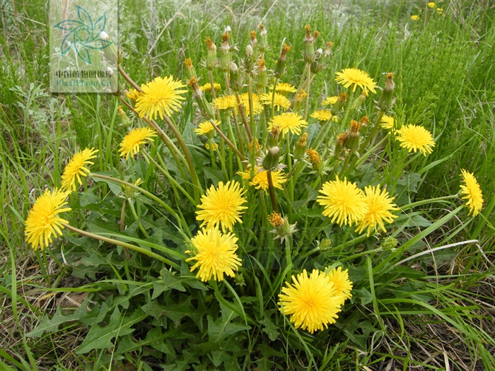  p>芥叶蒲公英为 a href="#">菊科 /a> a href="#">蒲公英属 /a>的