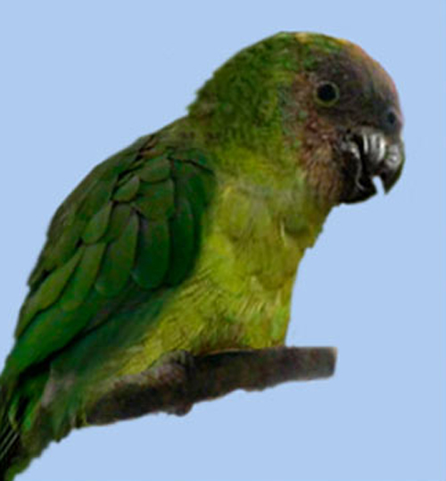  p>黄顶侏鹦鹉(学名:micropsitta keiensis)是鹦鹉科中体型最小的 a