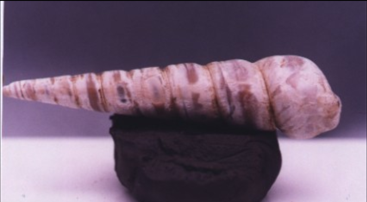  p>锥螺是一种中腹足目,锥螺科类生物,壳体修长