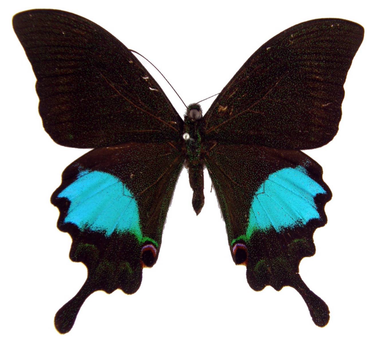  p>巴黎翠凤蝶(学名: i>papilio paris /i>)中型凤蝶,躯体黑褐色,散布