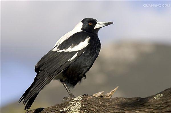  p>黑背钟鹊(学名:cracticus tibicen),又名澳洲鹊或澳洲喜鹊,是澳洲