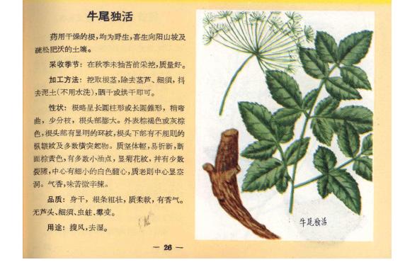 heracleum yunnanense franch.