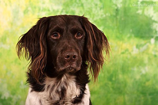  p>沙克犬,又称猎羚犬或拉伯狩猎犬或波斯灵提或者沙路奇猎犬.