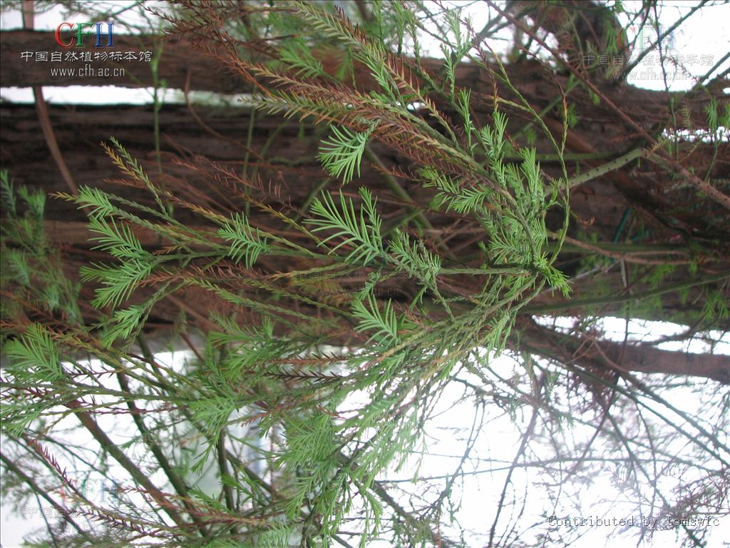 只有 a href="#" data-lemmaid="830080">水松