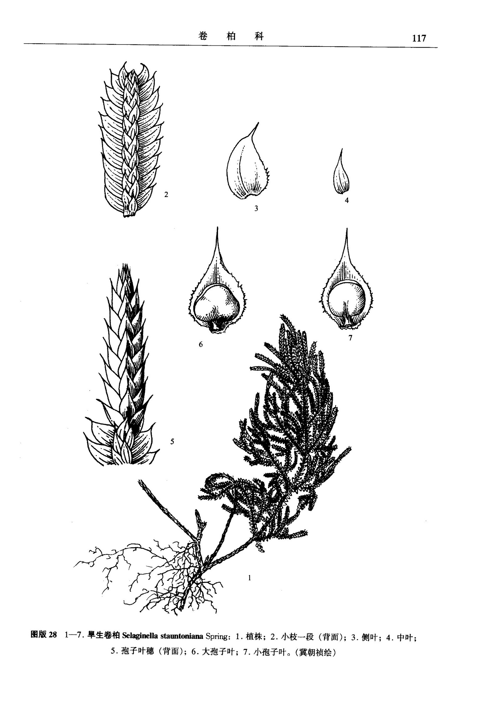  p>旱生卷柏(学名:selaginella stauntoniana spring)是卷柏科卷柏属 