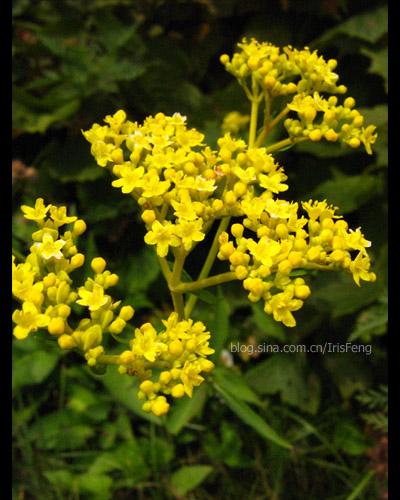  p>败酱(学名: i>patrinia scabiosaefolia /i> fisch. ex trev.