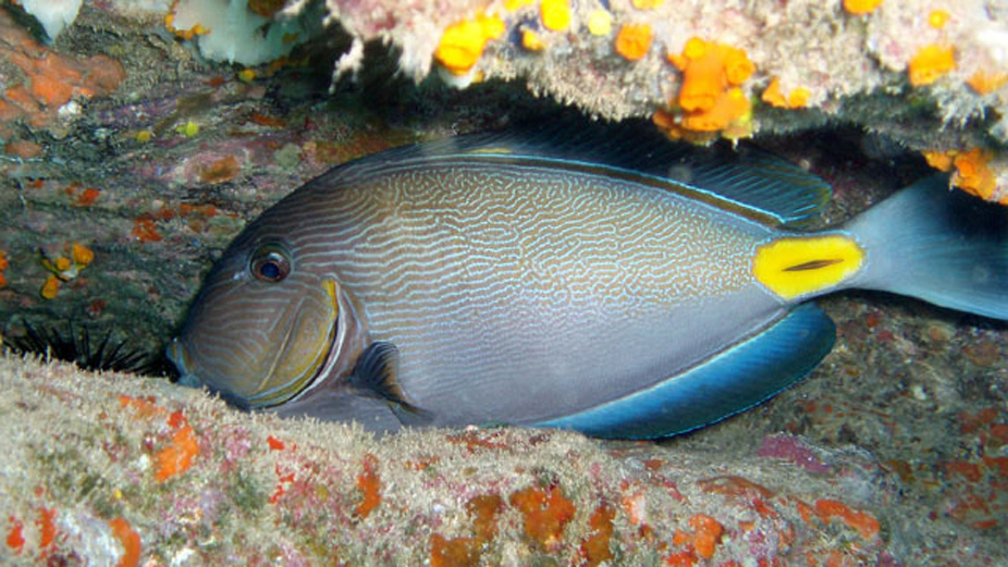  p>刺尾鱼科(学名:acanthuridae)是鲈形目所属一科鱼类总称,其科名  