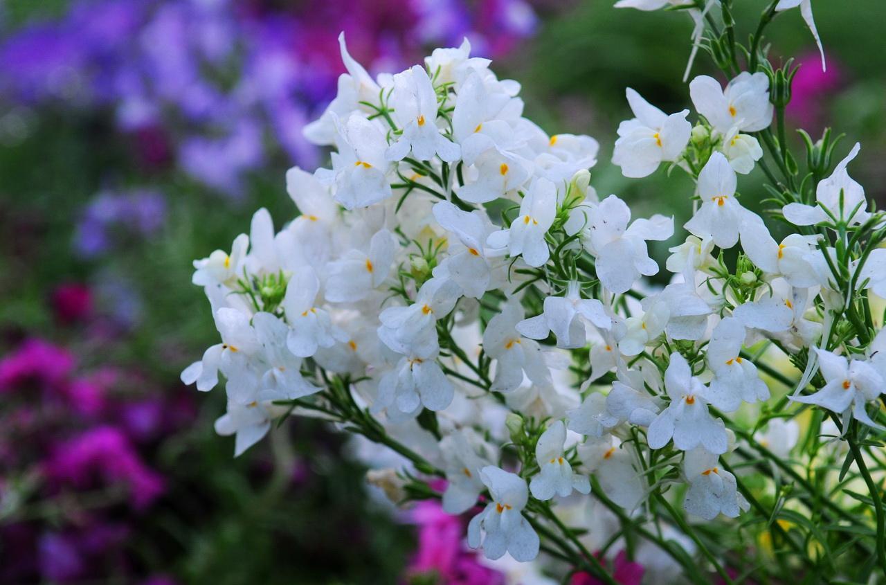  p>香雪球属,十字花科共有5种,多分枝; a target="_blank" href="