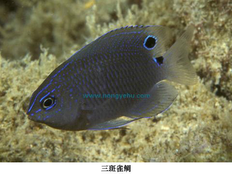  p>三斑雀鲷,学名: i> /i> i>pomacentrus tripunctatus  /i>(cuvier