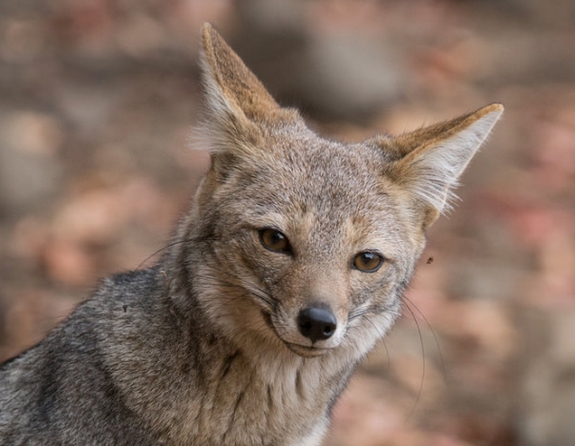  p>南美灰狐(学名: i>lycalopex griseus /i>):是一种小型南美洲 a