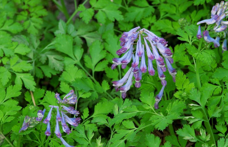 corydalis flaxuosa franch.