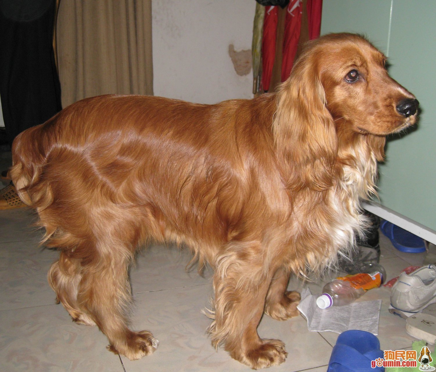english cocker spaniel)又称 a href="#">确架獚 /a>, a href="#"