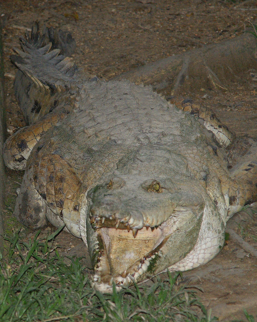 crocodylusintermedius