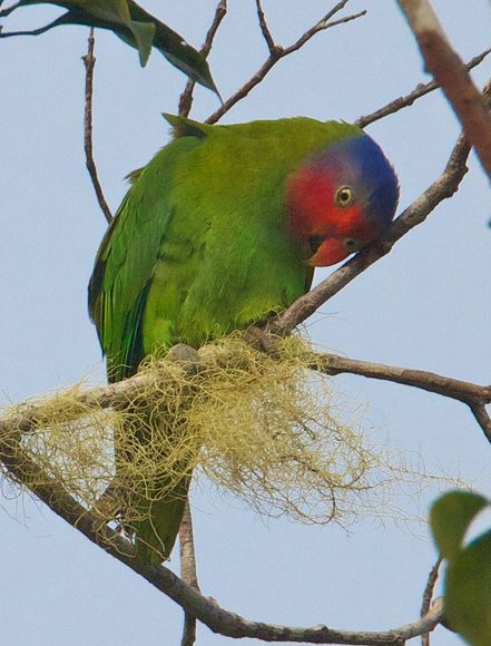  p>红颊鹦鹉(学名:geoffroyus geoffroyi)体长约21厘米,体重135～180