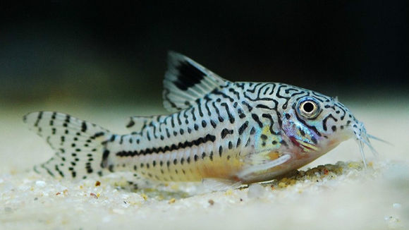  p>三线豹鼠就是深受欢迎的 a target="_blank" href="/item/鼠鱼