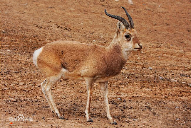 procapraprzewalskii)