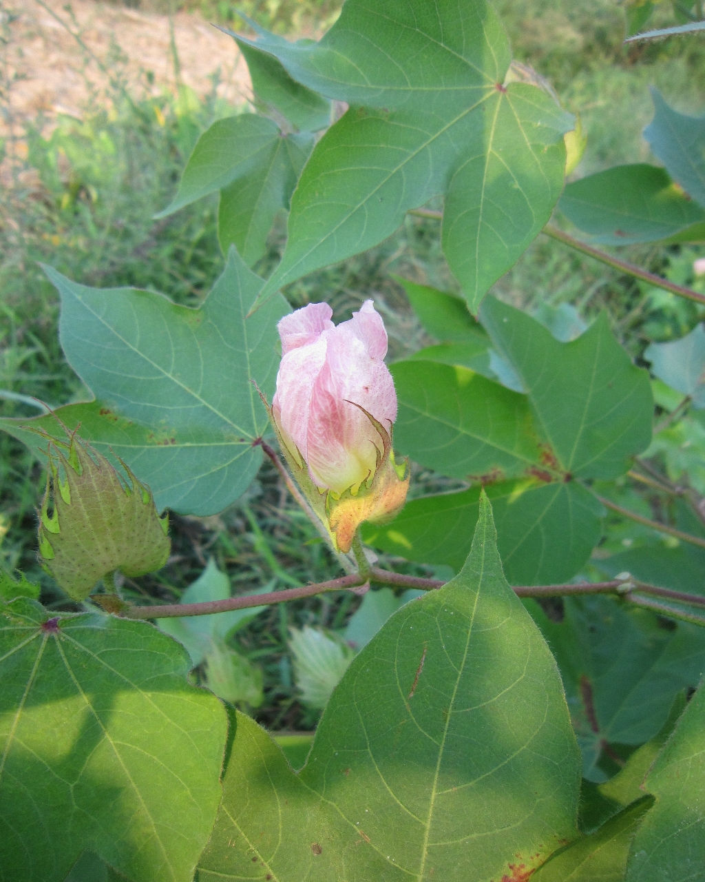  p>细绒棉,是相对长绒棉和粗绒棉的一种棉花.属陆地棉栽培种.