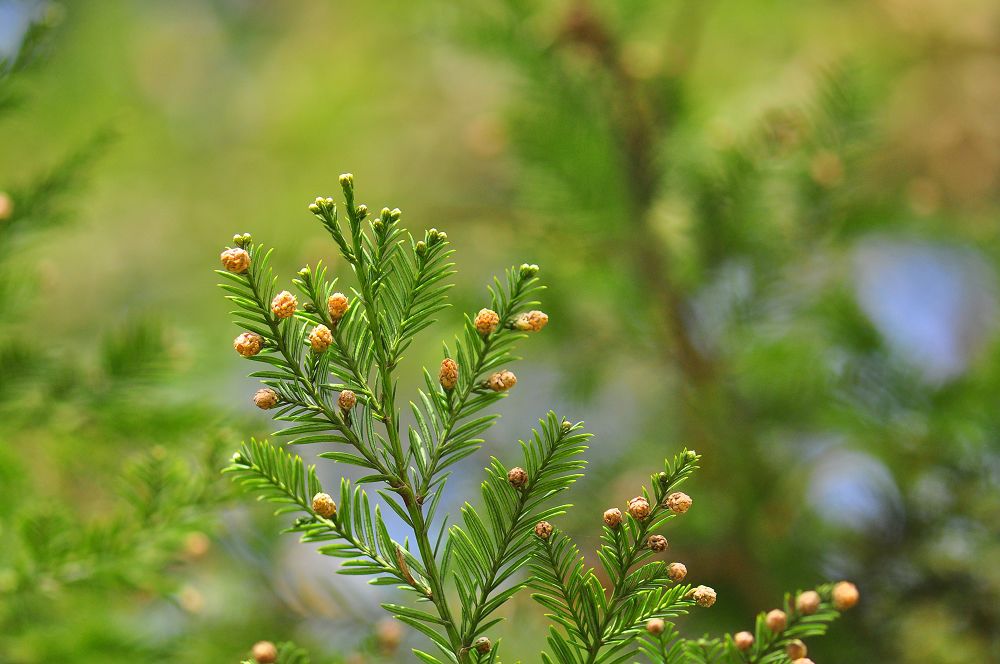 sequoia sempervirens (lamb.) endl.