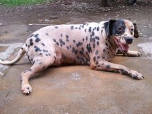 大麦町犬 犬科动物 百度百科
