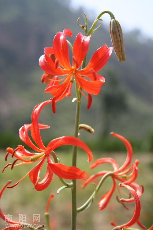  p data-id="gn96agmhot">山丹百合(学名:山丹,拉丁学名:lilium