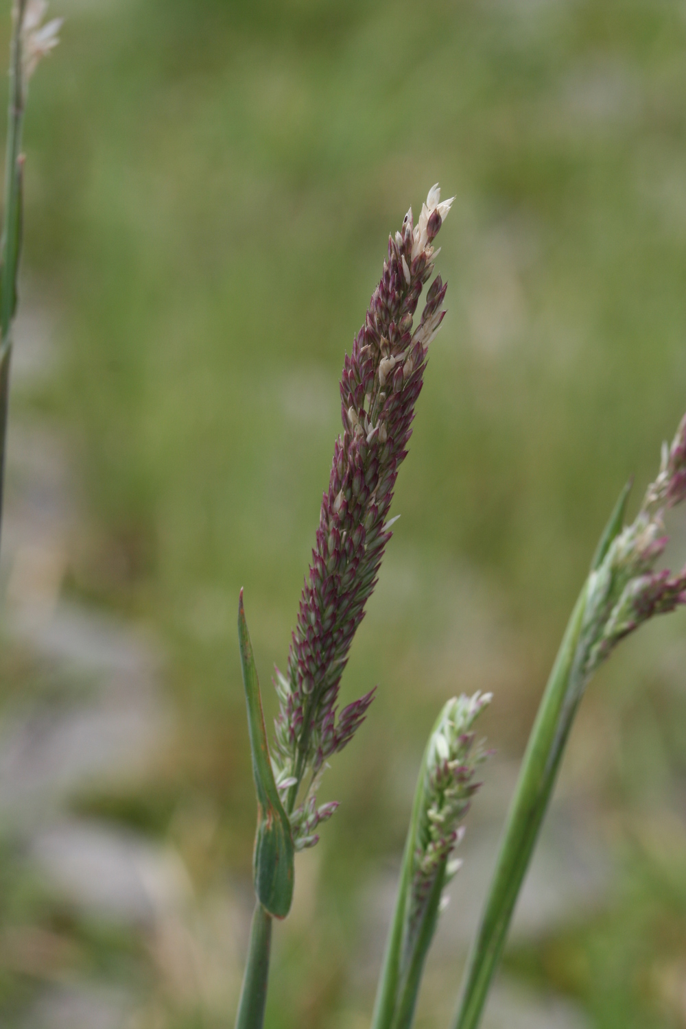  p>绒毛草(velvetgrass)holcuslanatus,禾本科绒毛草属多年生 a href=