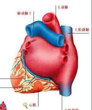 心脏后面观
