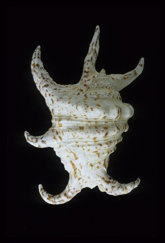  p>水字螺(学名: i>harpago chiragra chiragra /i>) a href="#" data