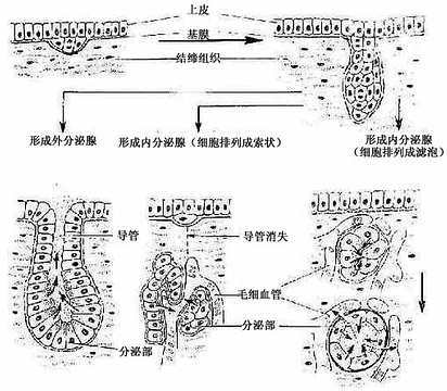 上皮组织_百度百科